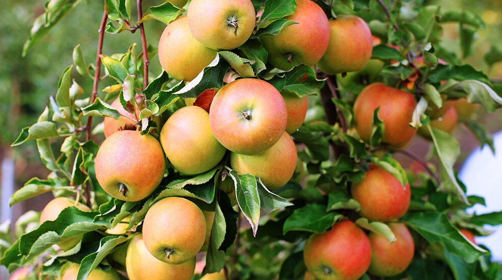 The Apple Trees For Sale Are On The Market Now.