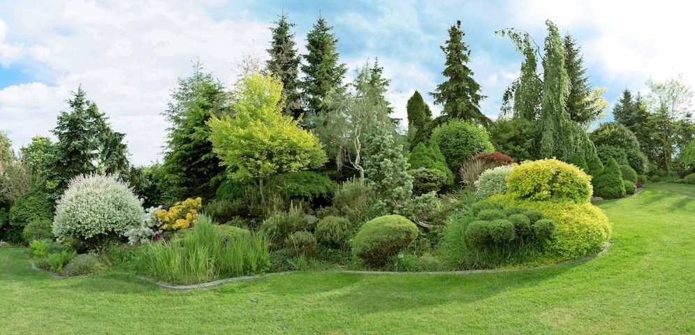6 Evergreen Trees You Can Grow In Your Garden to Beautify Your Home