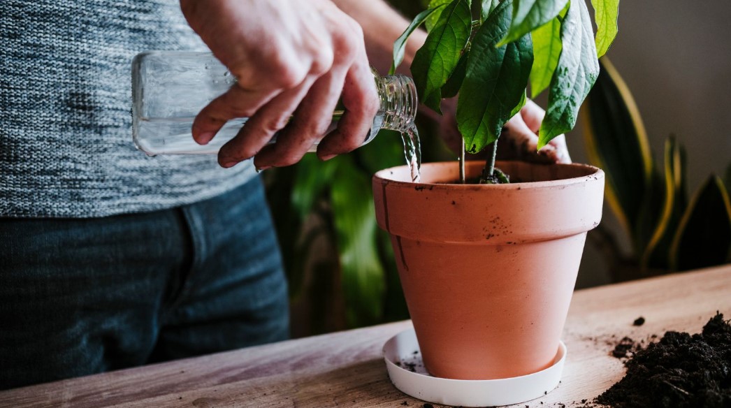 What Are the Benefits and Drawbacks of Using Distilled Water on Plants?