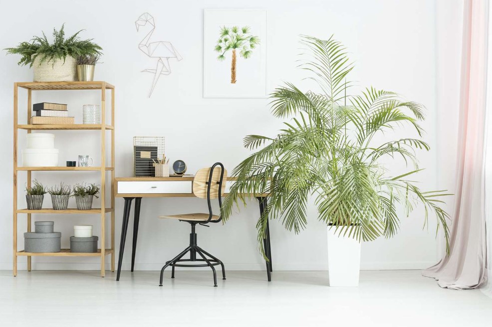 7 Reasons to Acquire Indoor Palms For Your Home